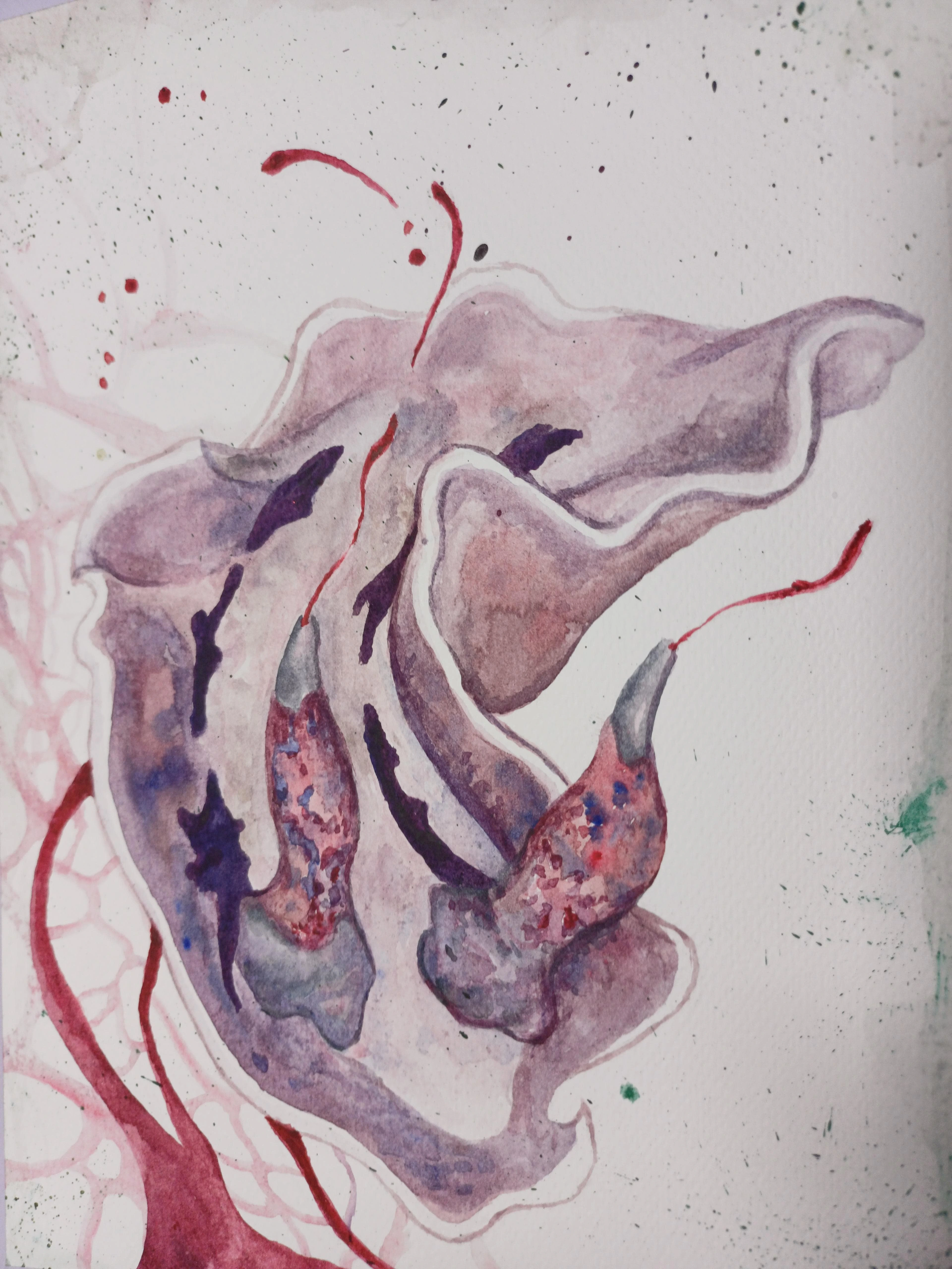 Acquerelli su carta di un nudibranco